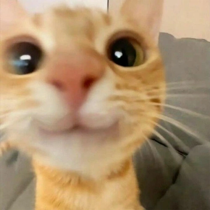 Кот Конфорт